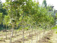 春花苗报价广州造林苗种植基地_春花苗报价广州造林苗种植基地供货商_供应春花苗报价广州造林苗种植基地_春花苗报价广州造林苗种植基地价格_广州绿化种苗生产基地