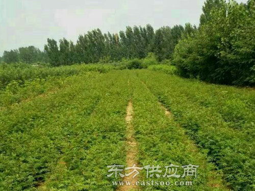花椒苗种植基地 天津花椒苗 泰安亿通园艺图片