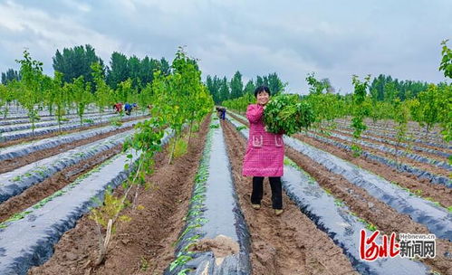 辛集市新城镇 红薯栽苗忙 种出新希望